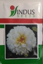 Indus Bijilee Shubhra Seeds, Bijilee Fool Ke Beej, Bijilee Seeds, Very Good Quality