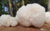 Shroomness Lion's Mane Mushroom Liquid Culture , Active Mycelium Liquid Spawn