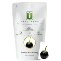 Brinjal General Seeds of Urja Agriculture Company of Urja Agriculture Company