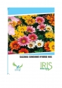 Iris Hybrid Flower Seeds Gazania Sunshine Mix, Hybrid Flower Seeds, Best For Outdoor Garden.