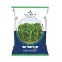 Advanta Nutrifeed Pac 981 Multicut Forage Millet Seeds, High Yield And High Quality Fodder