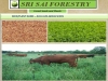 SRI SAI FORESTRY -  Alfa Alfa Grass Seeds - Lucerne (Fodder, Soil Erosion Control)