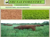 Hedge Lucerne Seeds of Sri Sai Forestry of Sri Sai Forestry