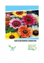Iris Hybrid Flower Seeds Chrysanthemum Carinatum , Best For Garden And Home.