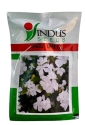 Indus Seeds Vinca Snow White Flower Seed, Well Suited For Pots And Beds, White Color Flower 