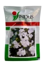 Flower Seeds of Indus Seeds of Indus Seeds