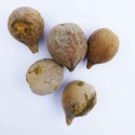  RK Seeds Terminalia Seeds - Bahera -Terminalia bellirica - Baheda, Belliric Myrobalan, Bastard myrobalan, Beach almond, Bedda nut tree 