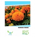 Iris Hybrid Marigold Orange Flower Seeds, Genda Ka Beej For Garden Plants (15 Seeds)