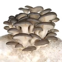 Mushroom Culture of Thanvi Biotechnology of Thanvi Biotechnology