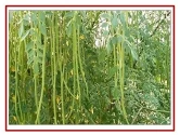 RK Seeds Drum Stick Tree Seed , Moringa seeds , Moringa Oleifera Seeds ,Moringa - Drum Stick,   PKM-1, PKM-2,& ODC varieties seeds plantation seeds