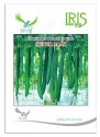 Iris Hybrid Vegetable Seeds F1 Hybrid Super Max RIdge Gourd , Attractive Green, Torai , Turai Ke Beej.