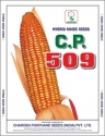 CP 509 Maize Seeds, Hybrid Seeds, Makka Seeds, Best For Commercial Farming 