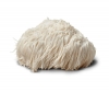 Shroomness Lion's Mane Mushroom Culture In Test-Tube, 100% Clean, Active Mycelium Culture In Test-Tube