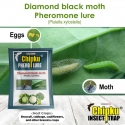 Chipku- Pheromone Water Trap with Lure Plutella Xylostella to Catch Insect Diamond Black Moth (DBM) of Cabbage, Brocolli, Cauliflower Plants.