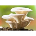 Mushroom Spawn of Shriyap Enterprise of Shriyap Enterprise