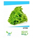 Iris Hybrid Vegetable Seeds Lettuce Best In Germination For Winter Season (260 Nos)