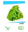 Lettuce Seeds of Iris Hybrid Pvt. of Iris Hybrid Pvt.