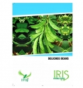 Iris Hybrid Vegetable Seeds Dolichos Beans, For All Seasons And Grown in Indoor Conditions (15 Seeds)