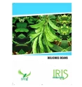 Dolichos Seeds of Iris Hybrid Pvt. of Iris Hybrid Pvt.