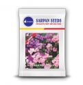 Sarpan Hybrid Phlox Sona Mix, Vibrant Colors, Suitable In All Seasons, Annual Flower Grown