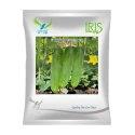 Iris Jigana F1 Hybrid Cucumber Seeds, All Season Green Variety, Early Maturity And High Yield
