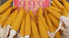 Maize Seeds 999 Hybrid - CP Seeds, Makka Ke Beej, High Yeilding, Deep Kernels, Best Quality Makka