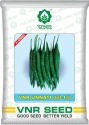 Chilli Seeds -Dark Green of VNR Seeds Pvt. of VNR Seeds Pvt.