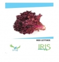 Iris Hybrid Vegetable Seeds Lettuce Red, For All Seasons, Balcony or Terrace Gardening