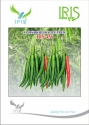 Iris Hybrid Vegetable Seeds F1 Hot Pepper (Chilli) IHS 456 , Dark Green Color