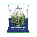 Advanta Brachysorgho ADV 635 Hybrid Sweet Sorghum Seeds, Suitable For Single Cut Silage