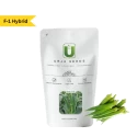 Okra Seeds of Urja Agriculture Company of Urja Agriculture Company