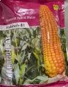 Hybrid Maize Seeds of Mahagujrat Seeds Pvt. of Mahagujrat Seeds Pvt.