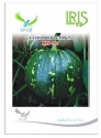 Iris Hybrid Vegetable Seeds F1 Hybrid IHS - 205 Pumpkin, Kaddoo Ke Beej, Kohanda Ke Beej,