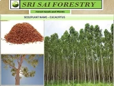 Natural Seeds of Sri Sai Forestry of Sri Sai Forestry