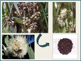 RK Seeds Eucalyptus citriodora,Lemon-scented gum Seeds , Lemon , Scented Gum Seeds,Corymbia citriodora,Lemon-Scented Gum,Lemon Scented Eucalyptus seed