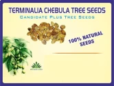 Terminalia Chebula Tree Seeds full rounded crown and cylindrical Shapes    