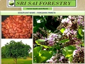 Natural Seeds of Sri Sai Forestry of Sri Sai Forestry