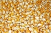 Corn Seeds Maize Seeds for Hydroponic, Fodder Seeds, Excellent Quality Germination