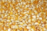 Hybrid Maize Seeds of Pioneer Agro Industry of Pioneer Agro Industry