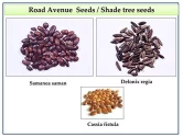 Combo Seeds of RK Nursery and of RK Nursery and