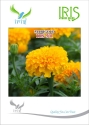 Iris Hybrid OP Orange Marigold IHS-501 Seeds, Genda Ka Beej For Garden Plants