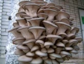 Mushroom Culture of Thanvi Biotechnology of Thanvi Biotechnology