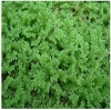 Azolla Plant Seed (Azolla Plant is a Protein Rich Animal-Poultry-Fish Feed) 