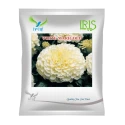 Iris White OP Marigold Seeds, Imported, Crimson White Fully Double Flowers And Tall Plants