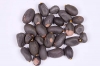  RK Seeds - Sterculia Foetida Seeds Ornamental Flower Seeds - Java Olive, Peon, Poon Tree, Sterculia Nut, Bastard Poon Tree,Sterculia foetida planting