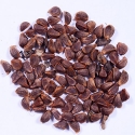 RK Seeds- Thespesia populnea, Pacific rosewood seeds - Shisham tree seeds (Thespesia populnea seeds),Pacific rosewood seeds