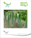 Snake Gourd Seeds of Iris Hybrid Pvt. of Iris Hybrid Pvt.