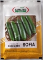 Cucumber Sofia F1 - Safal Bio Seeds, Kakri Kheera, High Yielding, Green Color, Cylindrical