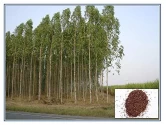 Eucalyptus Seeds of RK Nursery and of RK Nursery and