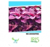 Iris Hybrid Vegetable Seeds Amaranthus Green, Hare Chaulai Seeds, Best For Kitchen Garden, (50 Seeds)
